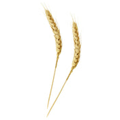 PacknWood 210BBWH15 - Wheat Skewer, 7.5", Assortment