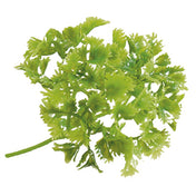 Bauscher Hepp L35 - Luxury Parsley Sprig Garnish, 7-1/2", Green