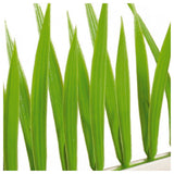 Bauscher Hepp G38 - Finishing Touches Grass Divider, 9-3/4"L, White PVC Base